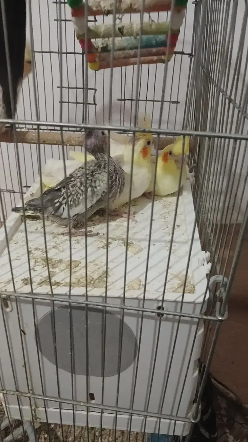 عروس هلندی|پرنده|کرانی, |دیوار