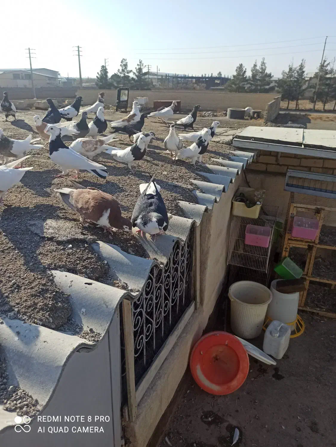 جوجه رنگه پرشی|پرنده|مشهد, شهرک صنعتی توس|دیوار