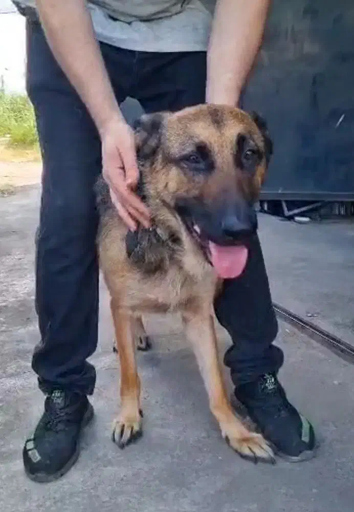 دامپزشک در محل|خدمات آرایشگری و زیبایی|رشت, سلیمانداراب|دیوار