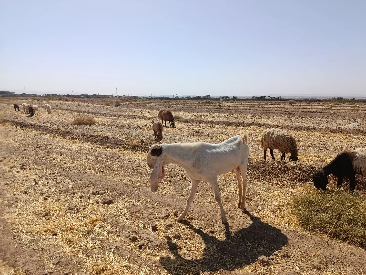 گلاب اصل بهترین نژاد سه قلوزا|حیوانات مزرعه|بردسکن, |دیوار