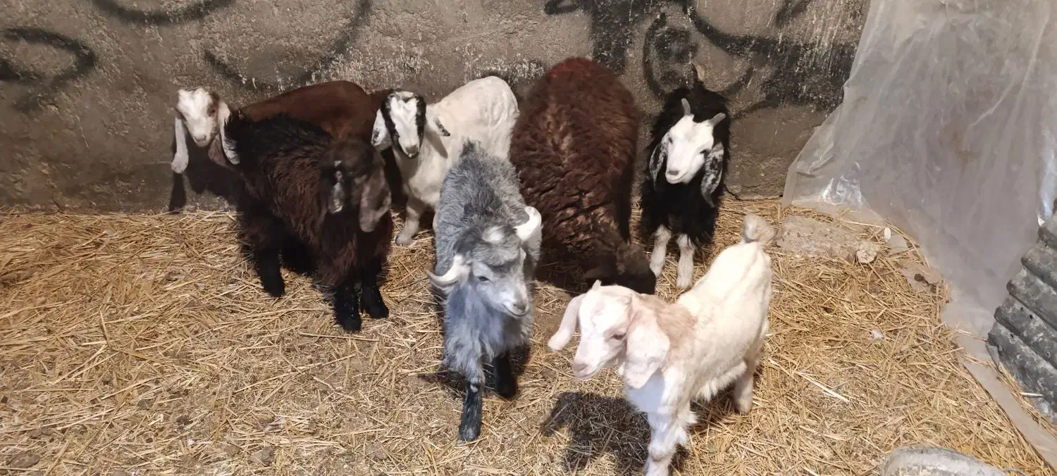 بره و بزغاله|حیوانات مزرعه|جعفرآباد, |دیوار