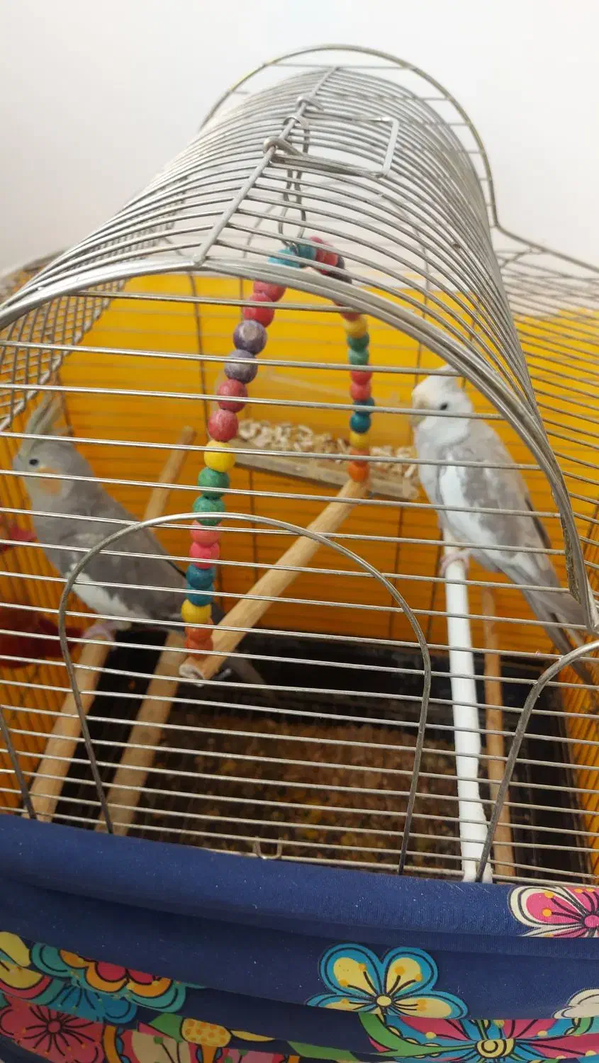 عروس هلندی نرو ماده به همرا قفسشون|پرنده|لولمان, |دیوار