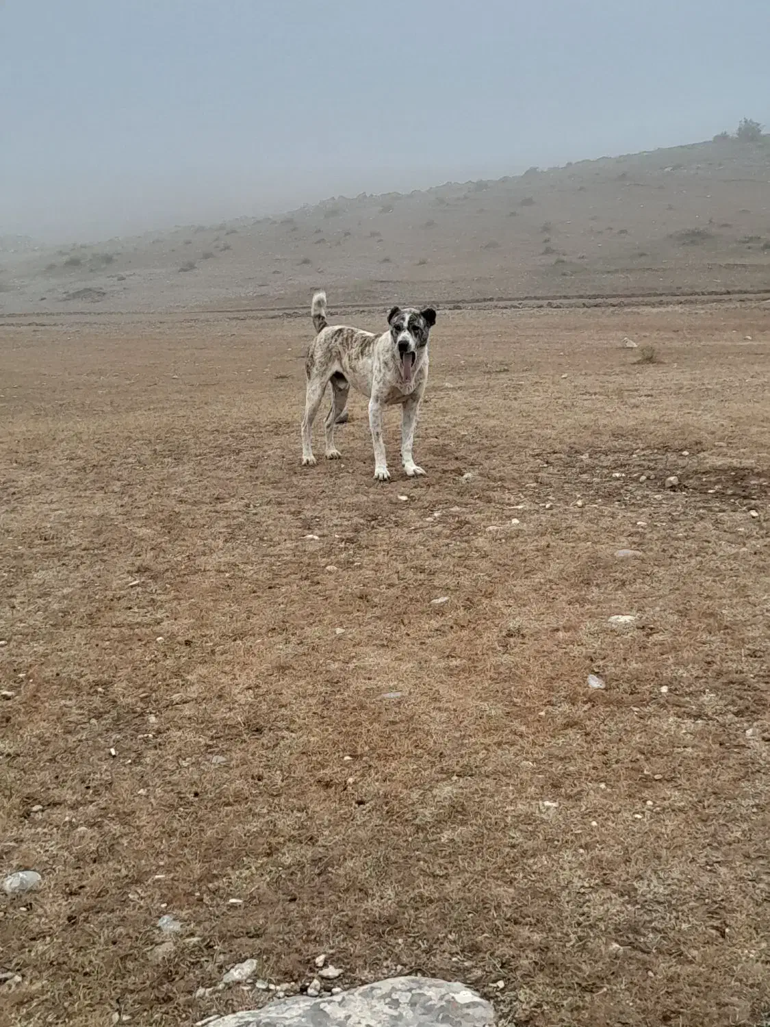 سگ خراسانی|سگ|شیروان (خراسان), |دیوار