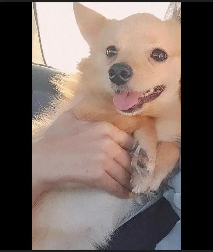 سگ پاکوتاه مخصوص آپارتمان خیلی ساکت و آروم|سگ|صوفیان, |دیوار