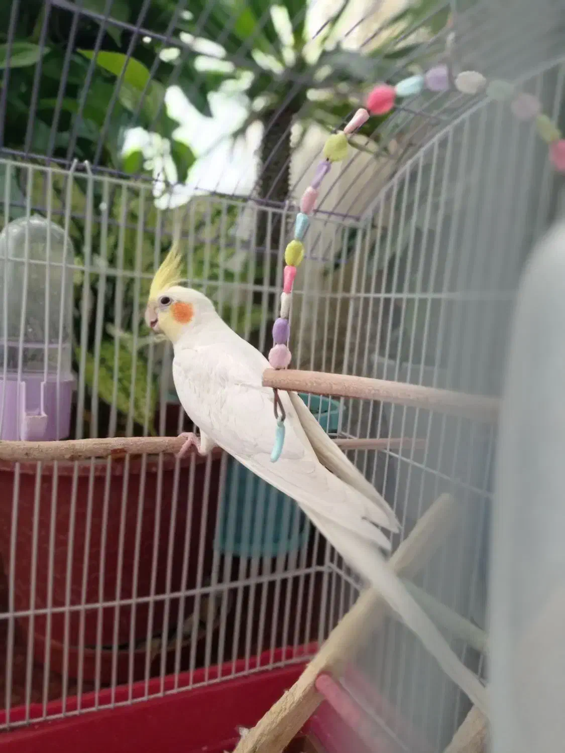 عروس هلندی|پرنده|زیباشهر, |دیوار