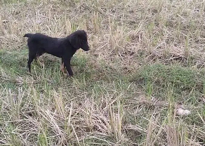 توله سیتر ۳ ماهه|سگ|حویق, |دیوار