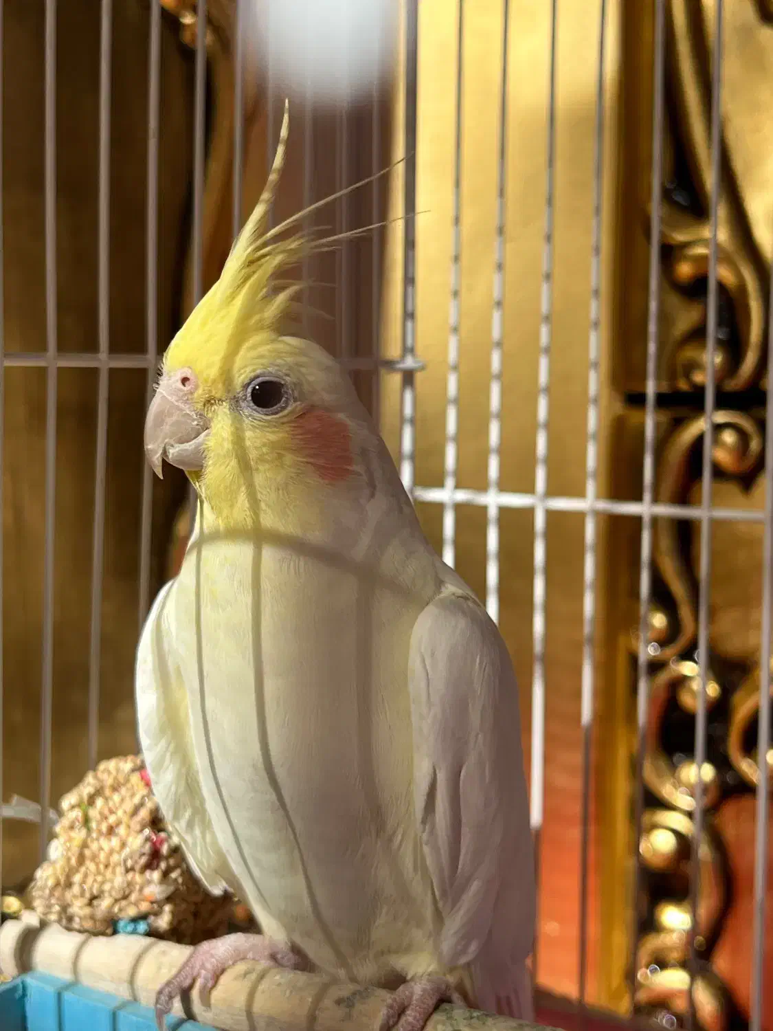 عروس هلندی|پرنده|خمین, |دیوار