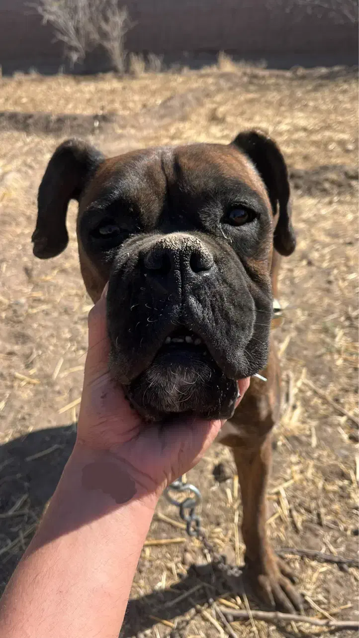 سگ باکسر|سگ|مشهد, ادیب نیشابوری (شهرک غرب)|دیوار