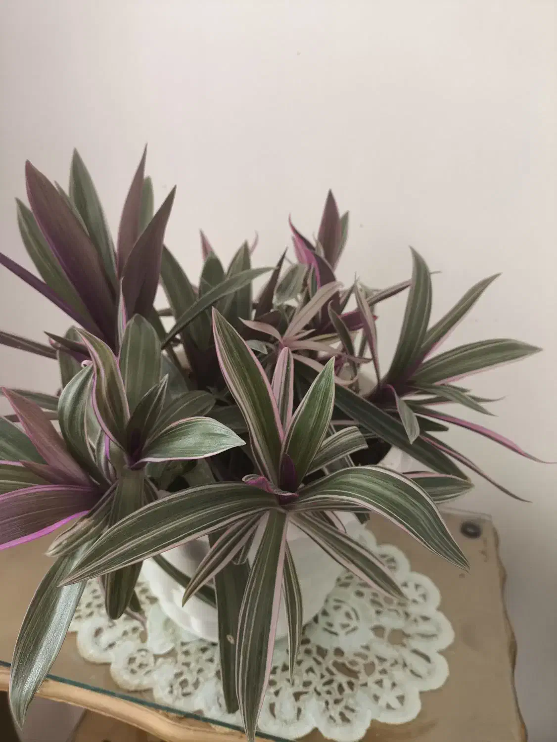 زیپیلین رنگی شاداب|گل و گیاه طبیعی|فلاورجان, |دیوار