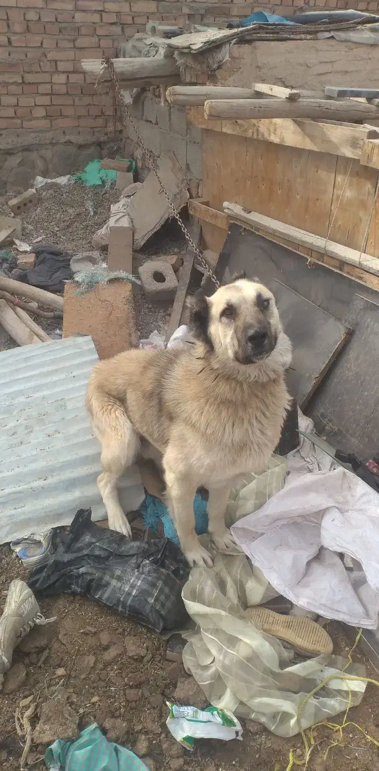 واگذاری سگ گله|سگ|ایلخچی, |دیوار