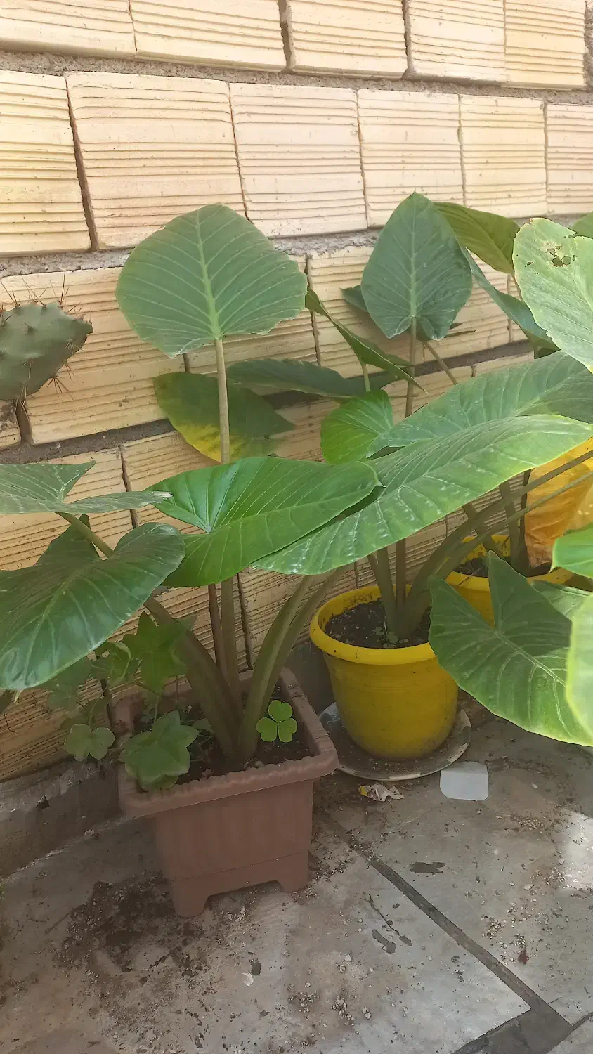 گل های طبیعی|گل و گیاه طبیعی|آستارا, |دیوار