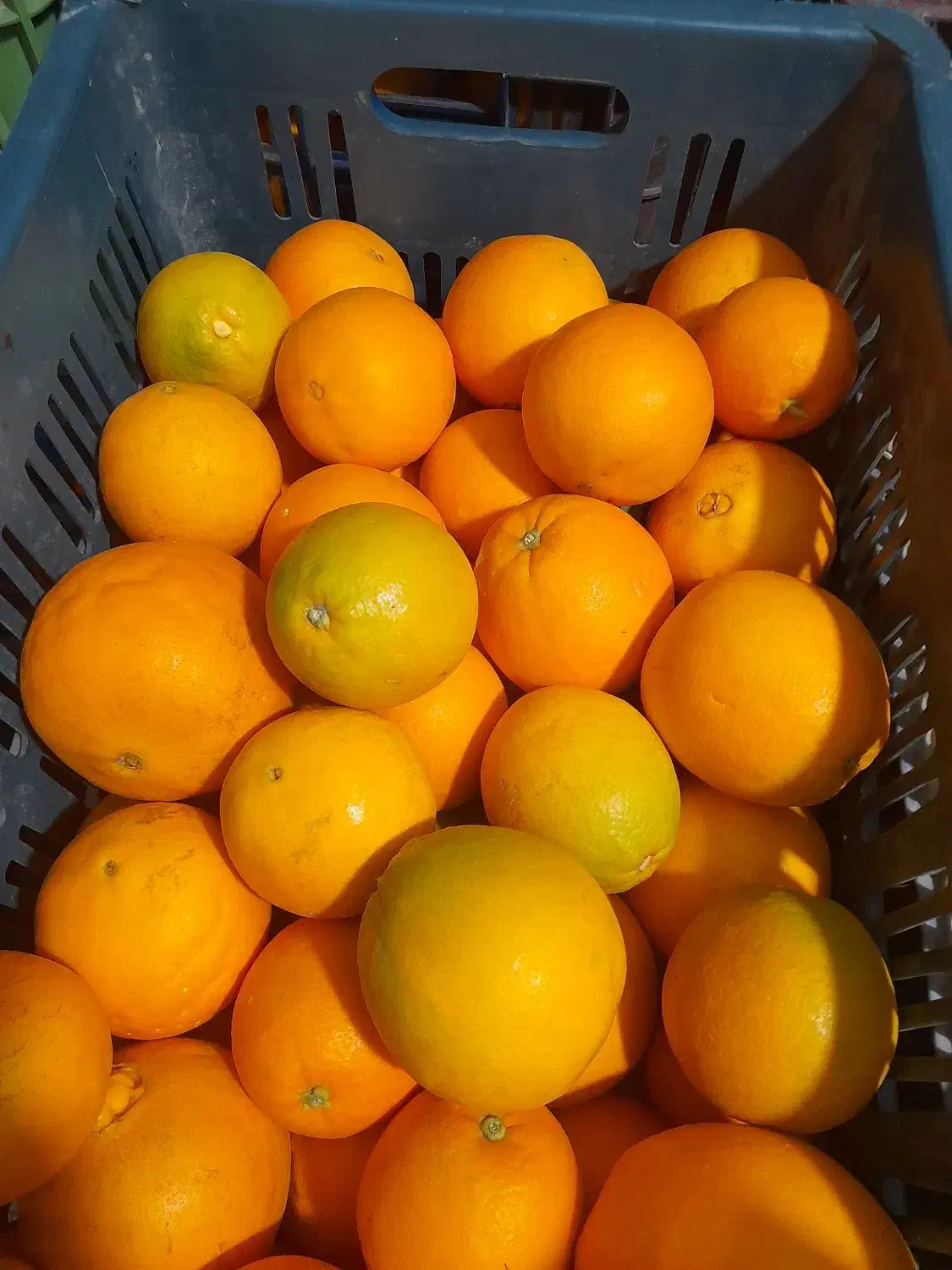 فروش پرتقال تامسون شمال|خوردنی و آشامیدنی|گتاب, |دیوار