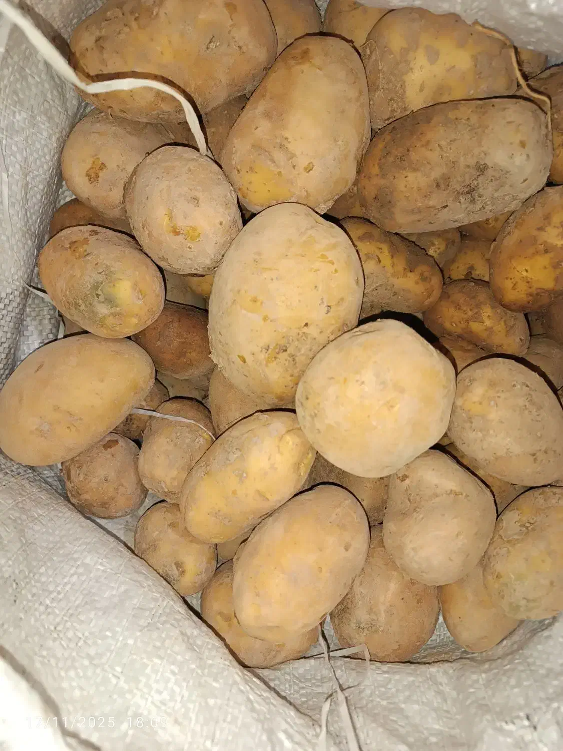 فروش سیب زمینی اگریا وجیلی درجه یک|عمدهفروشی|چاراویماق, |دیوار