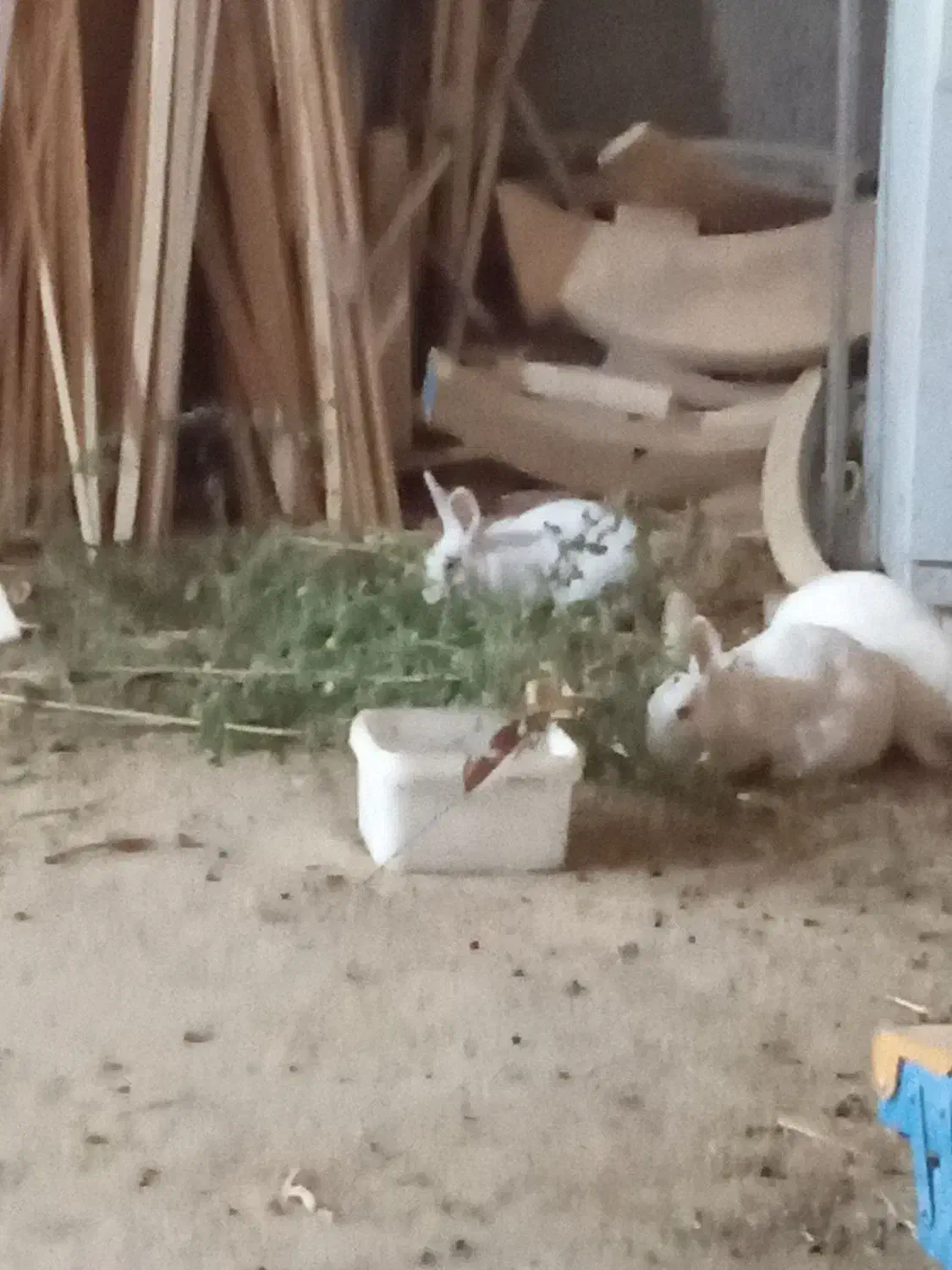 خرگوش سفید بالغ|موش و خرگوش|پردیس, فاز ۴|دیوار