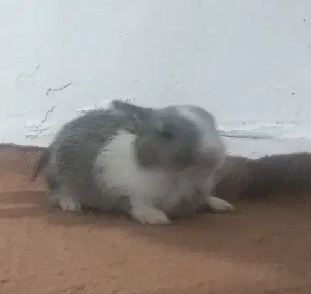 حیوان|موش و خرگوش|محمدیه-قزوین, |دیوار