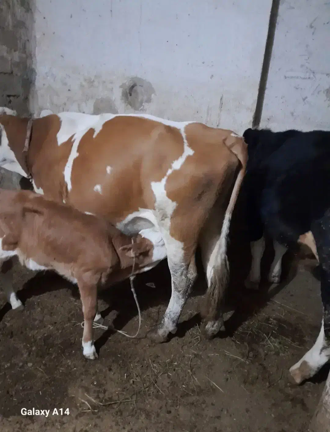 گوساله ماده|حیوانات مزرعه|میاندوآب, |دیوار