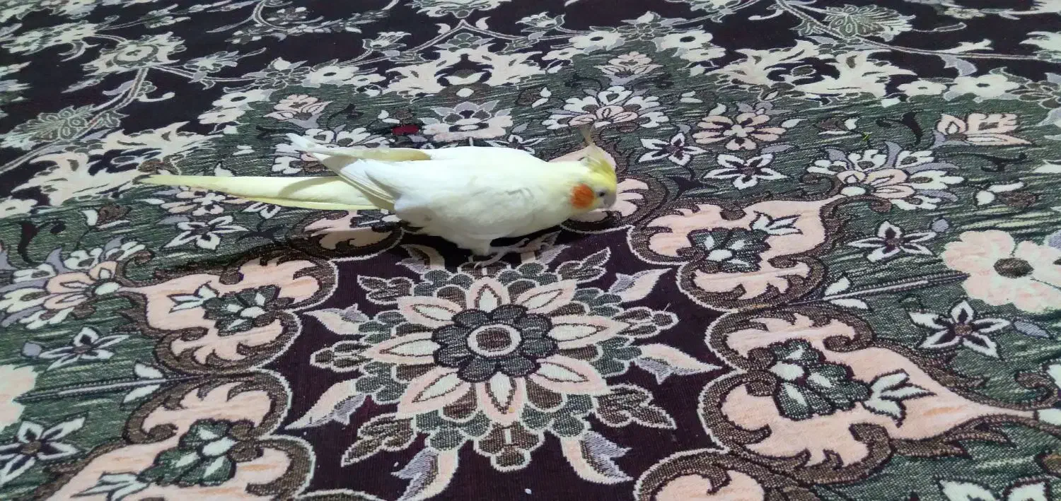 طوطی عروس هلندی|پرنده|نیشابور, شهرک رضوی|دیوار