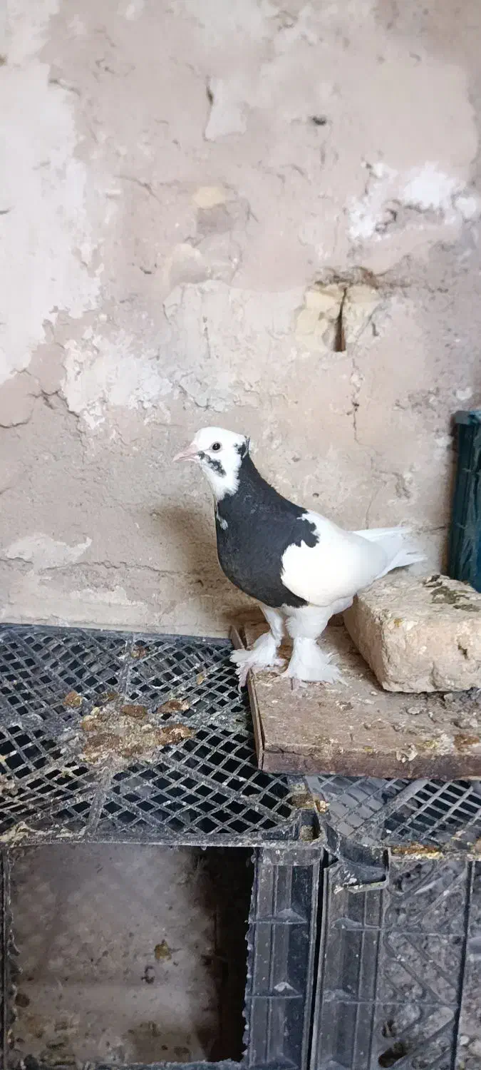 کفتر طوقی نر|پرنده|شیراز, سهل‌آباد|دیوار