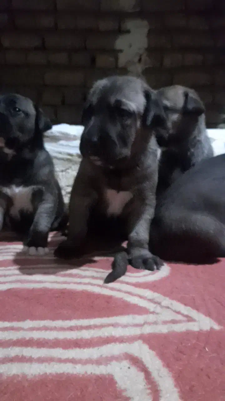 توله سرابی اصیل|سگ|اسلام‌شهر, شهرک قائمیه|دیوار