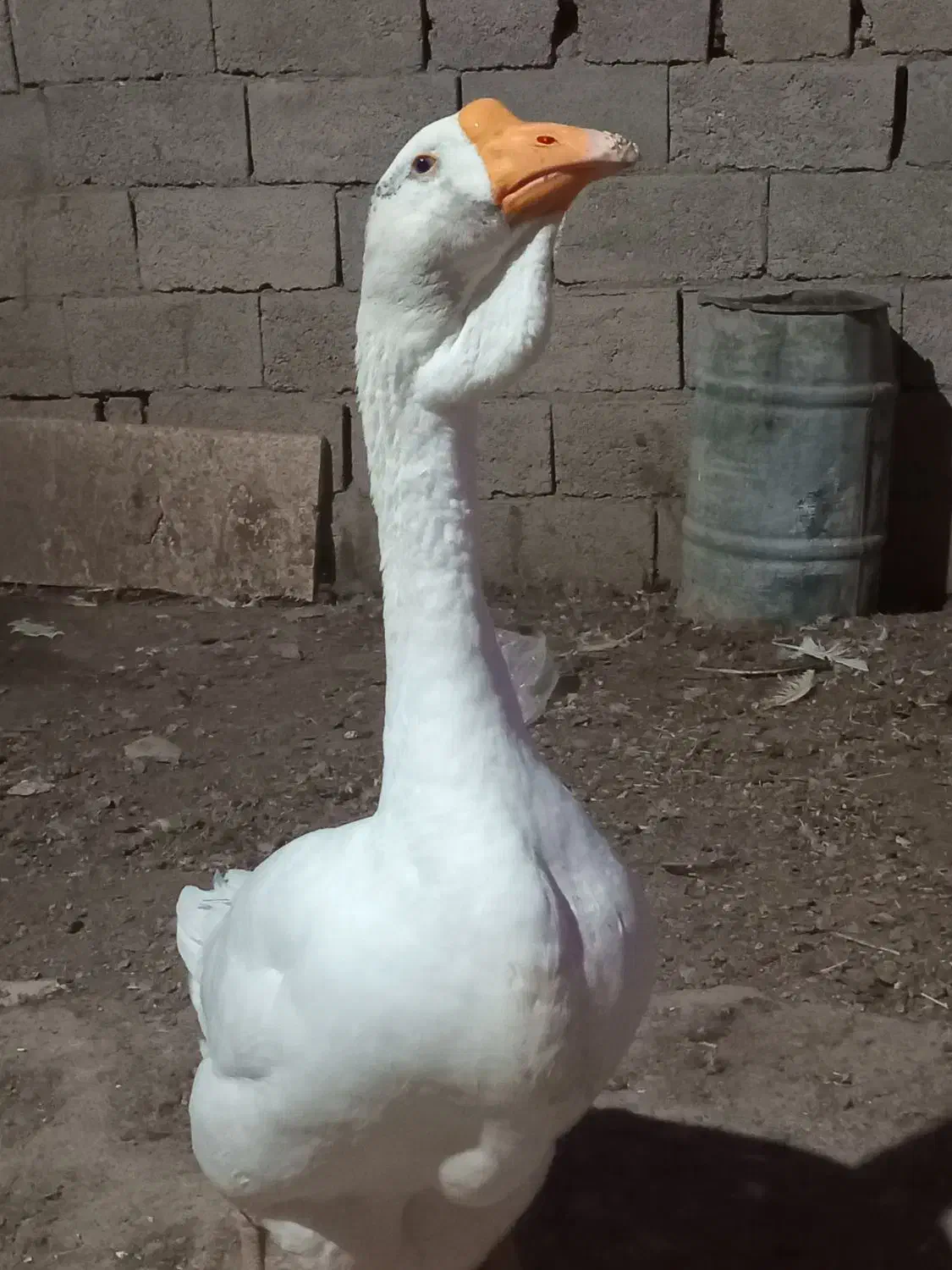 جوجه قوغاز|حیوانات مزرعه|نیشابور, مبارکه|دیوار