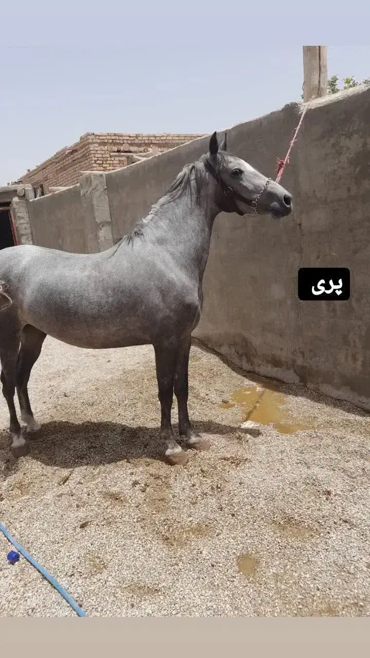 کره پیمان مهری|اسب و تجهیزات اسبسواری|اصفهان, خانه اصفهان|دیوار