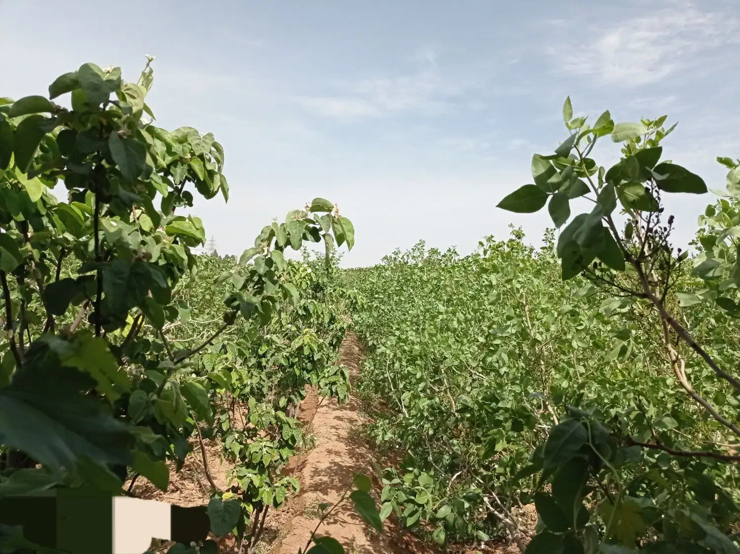 باغ شاهین شهر ،گرگاب، قابل معاوضه و تهاتر|فروش خانه و ویلا|شاهینشهر, فرودگاه هسا|دیوار