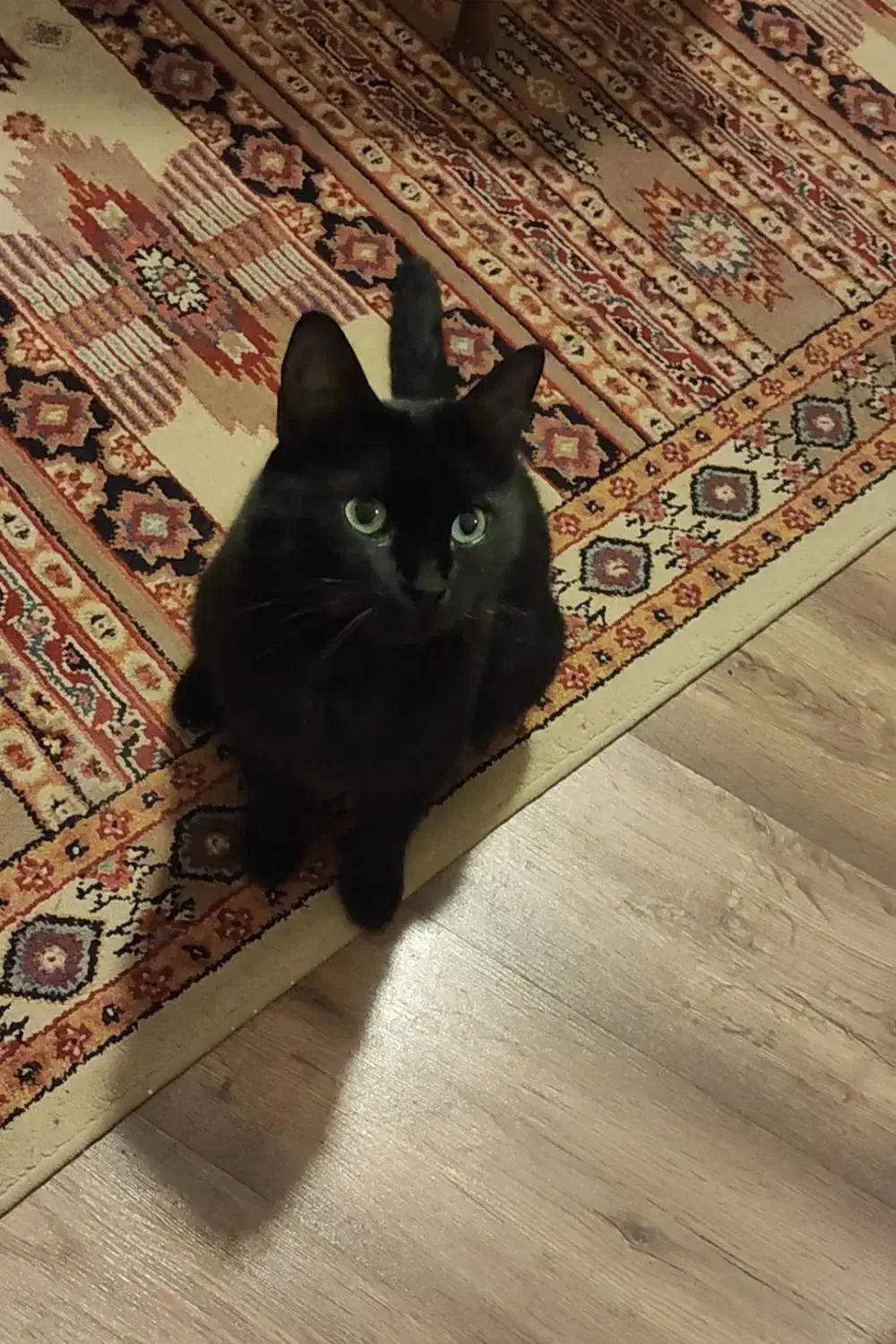 گم شدن گربه|گربه|رفسنجان, |دیوار