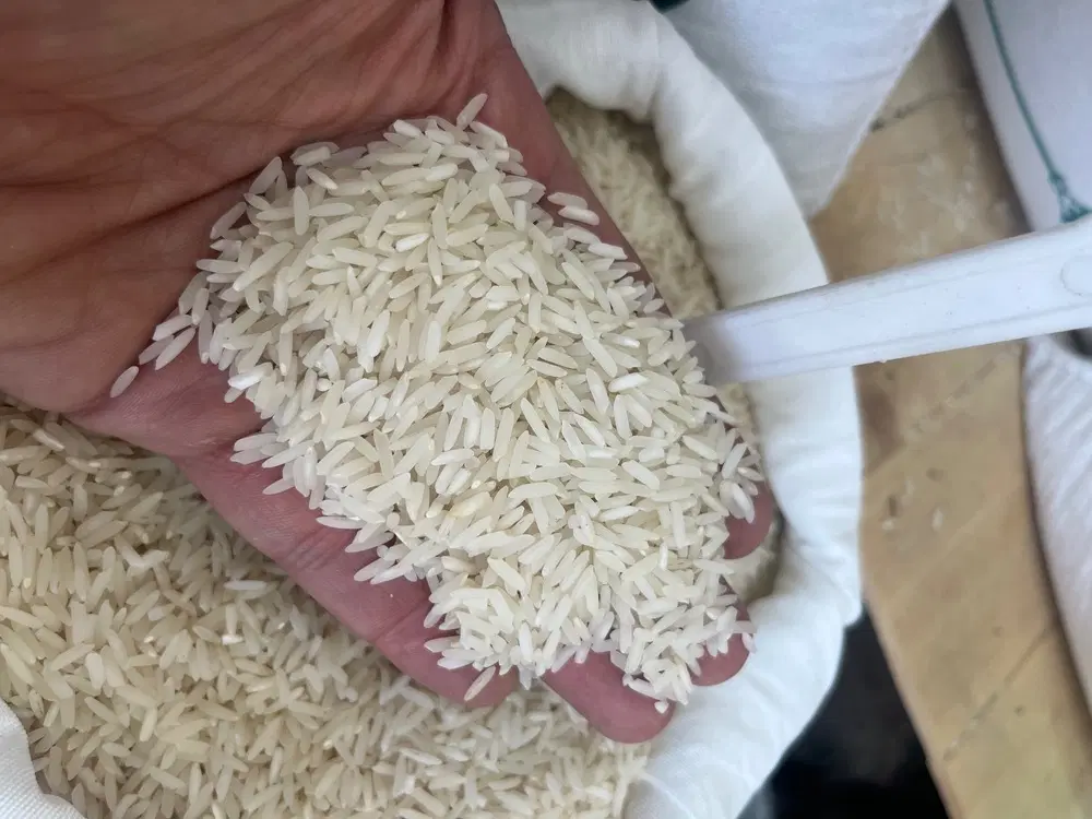خوشپخت پرمحصول مازندران ،کالابرگ|خوردنی و آشامیدنی|تهران, علیآباد|دیوار