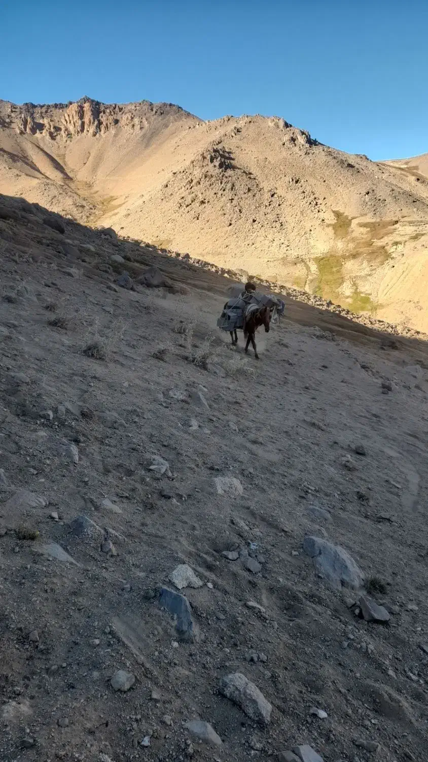 اسب خوب باری بدون هیچ مشکلی|اسب و تجهیزات اسب‌سواری|همدان, |دیوار