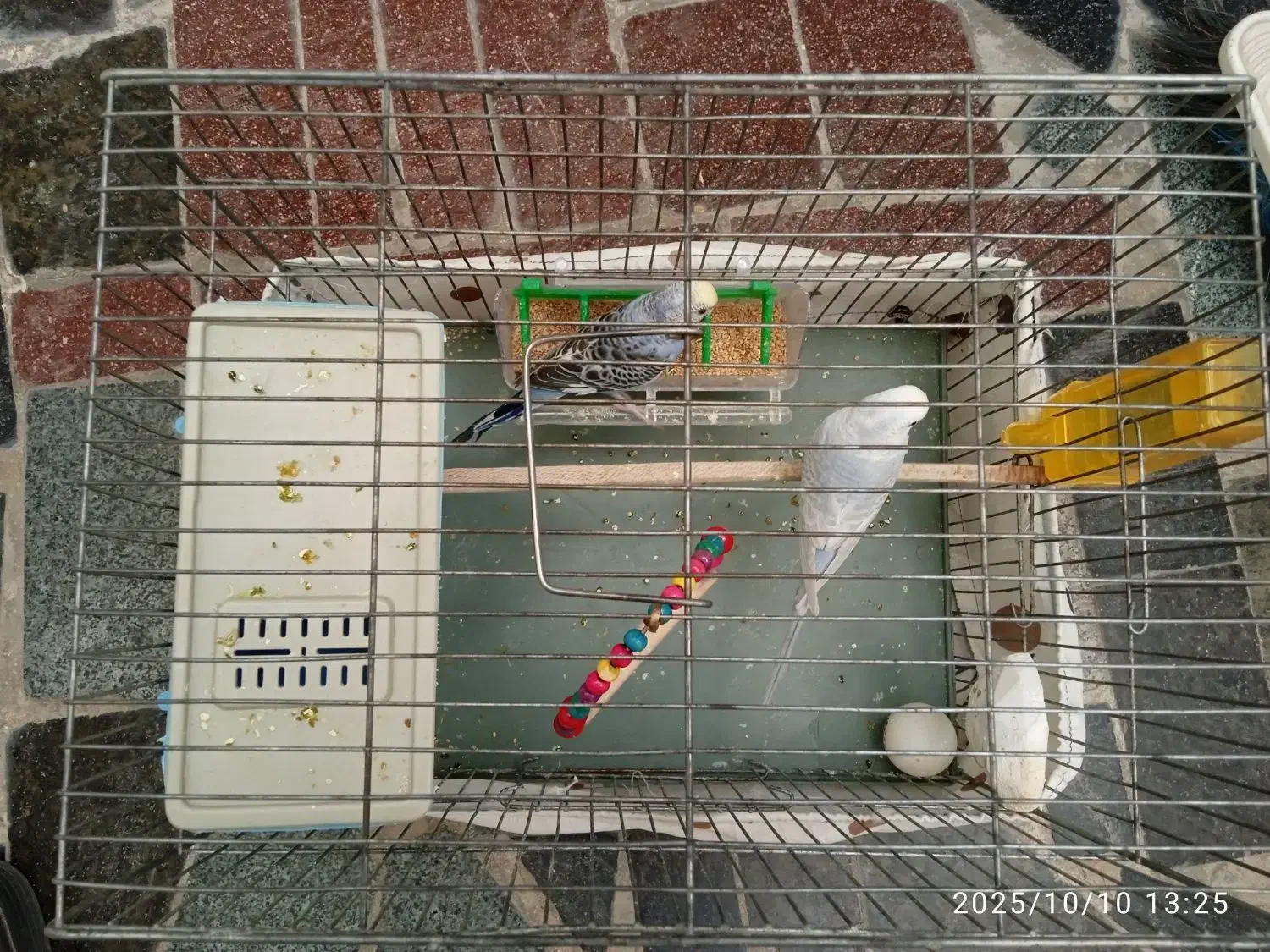 یک جفت مرغ عشق|پرنده|ری, عباسآباد|دیوار