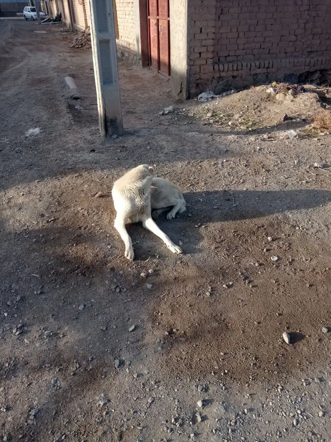 سگ گله ای|سگ|درمیان, |دیوار