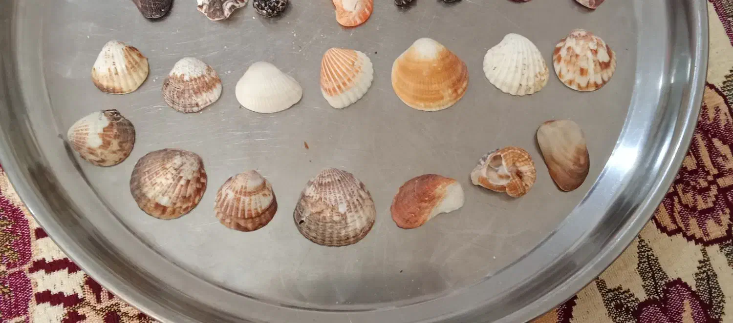 سنگ و صدف دریایی|کلکسیون اشیاء عتیقه|بندر ماهشهر, |دیوار