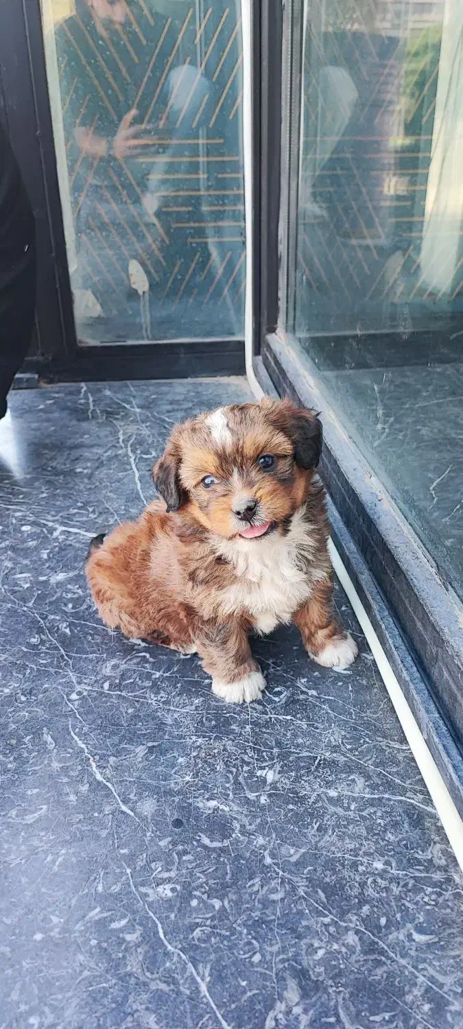 شیتزو. پودل|سگ|بیرجند, |دیوار