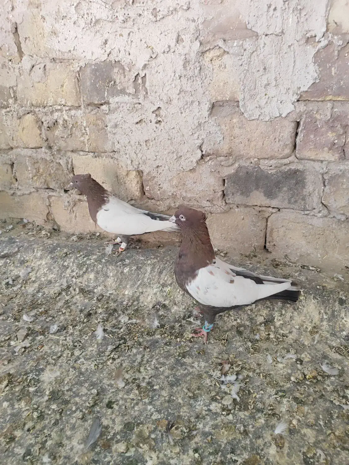 کبوتر رنگی به شرط پرش وجفت|پرنده|تاکستان, |دیوار