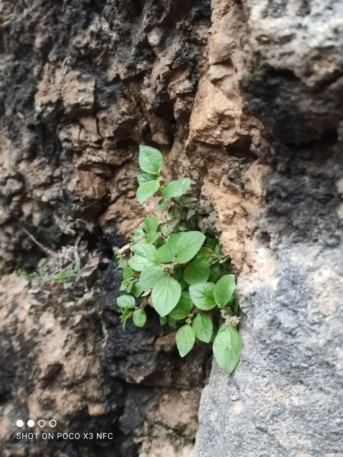 میگرن و سینوزیت و سردردها|فعالیت داوطلبانه|ایلام, |دیوار