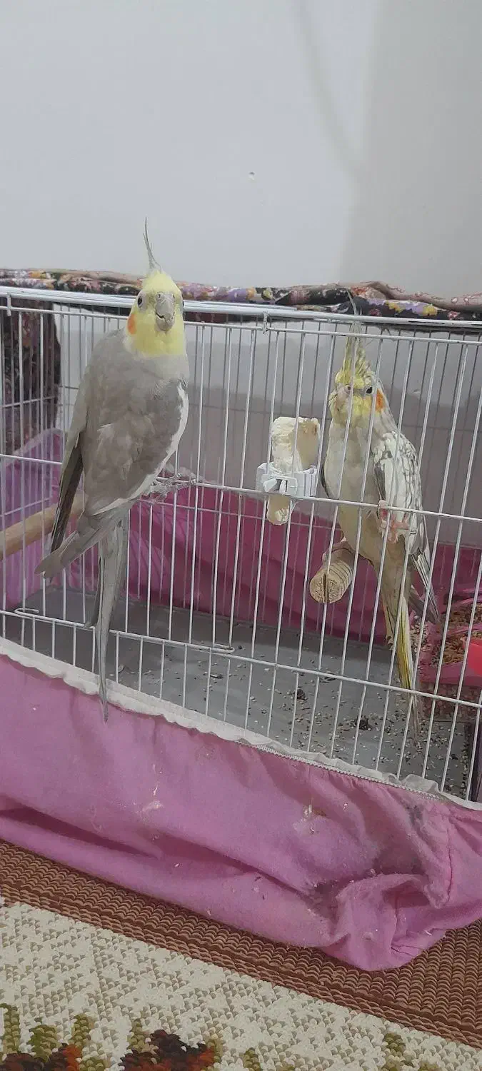 عروس هلندی|پرنده|رشت, سلیمانداراب|دیوار