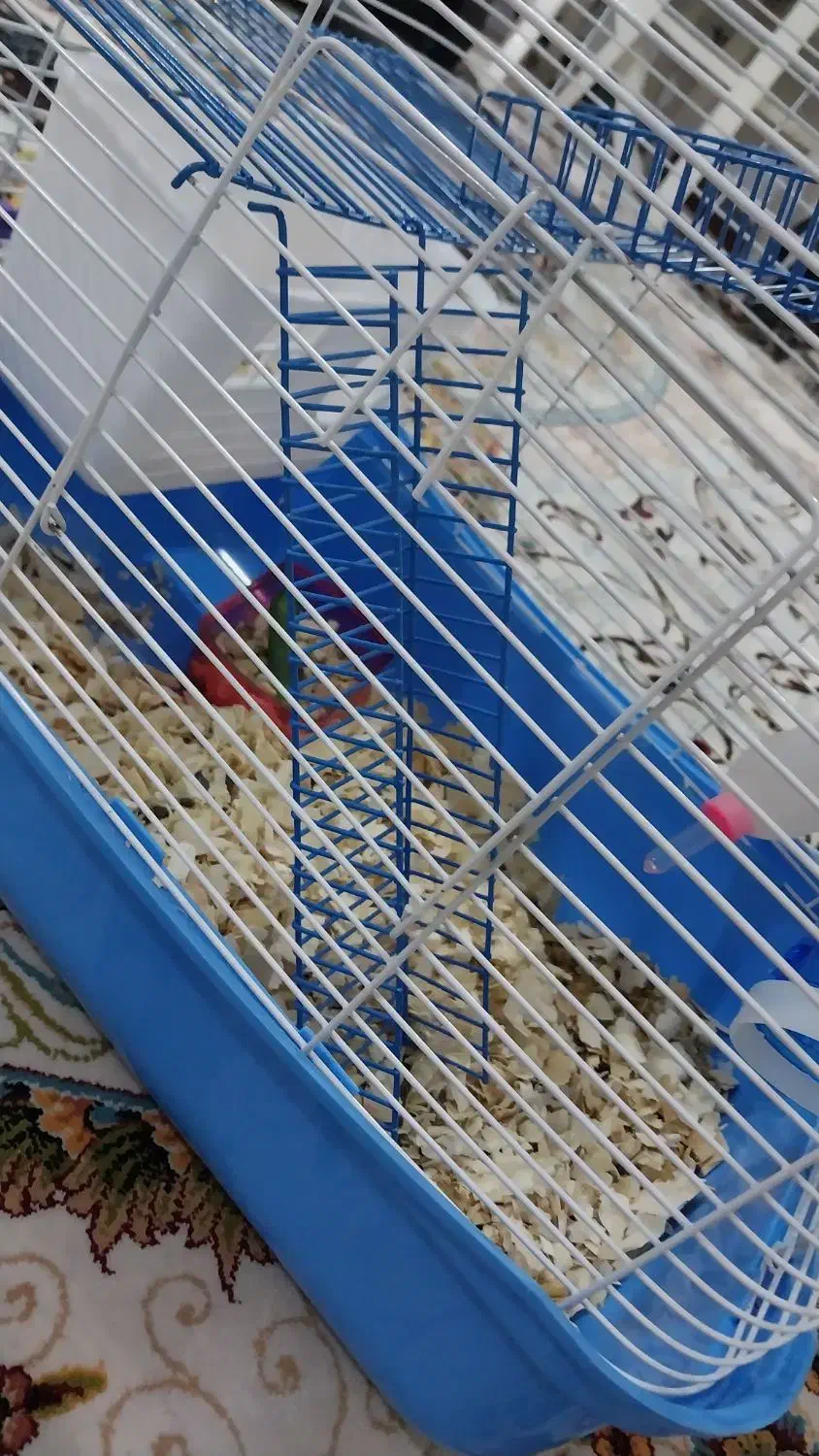 همستر همراه قفس|موش و خرگوش|قدس, شهرقدس|دیوار