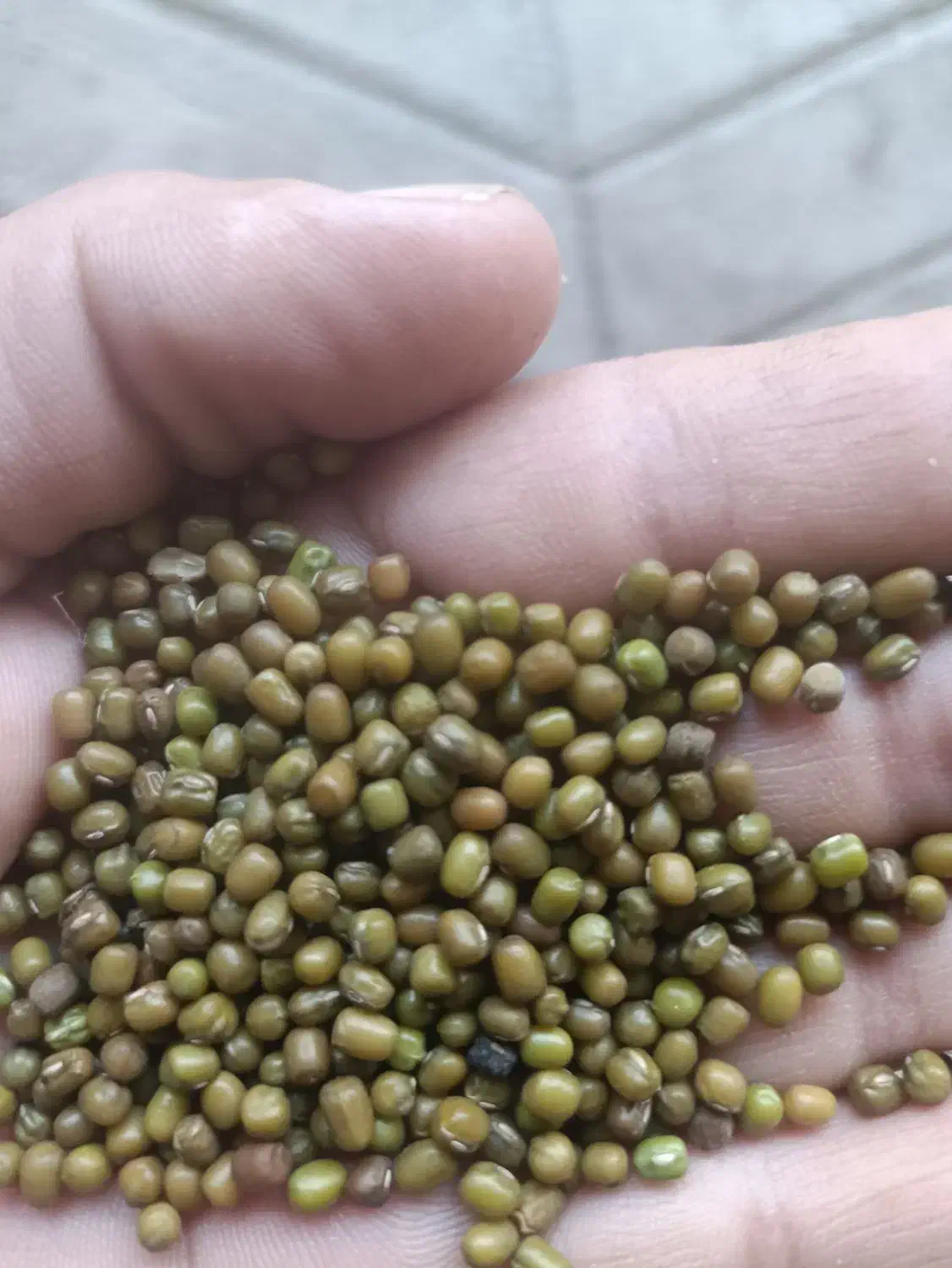 ماشک دون ریز ارتشی تمیز 900کیلو کیلویی 120|خوردنی و آشامیدنی|چرام, |دیوار