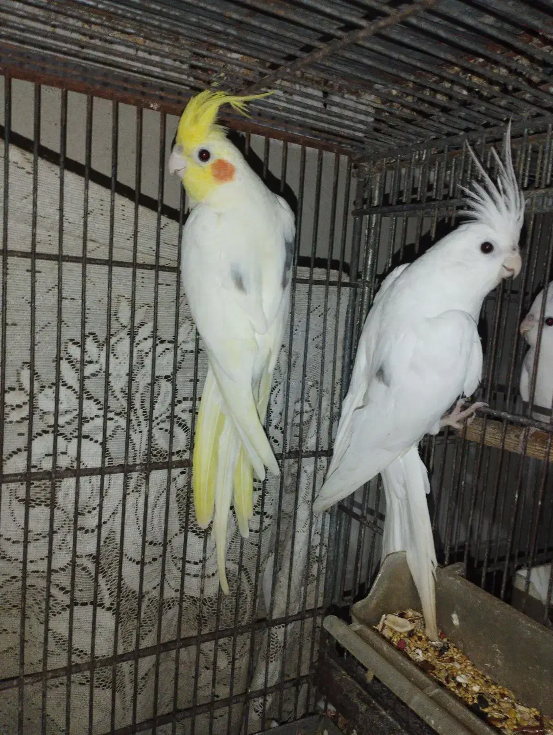 عروس هلندی تک خال|پرنده|چابهار, |دیوار