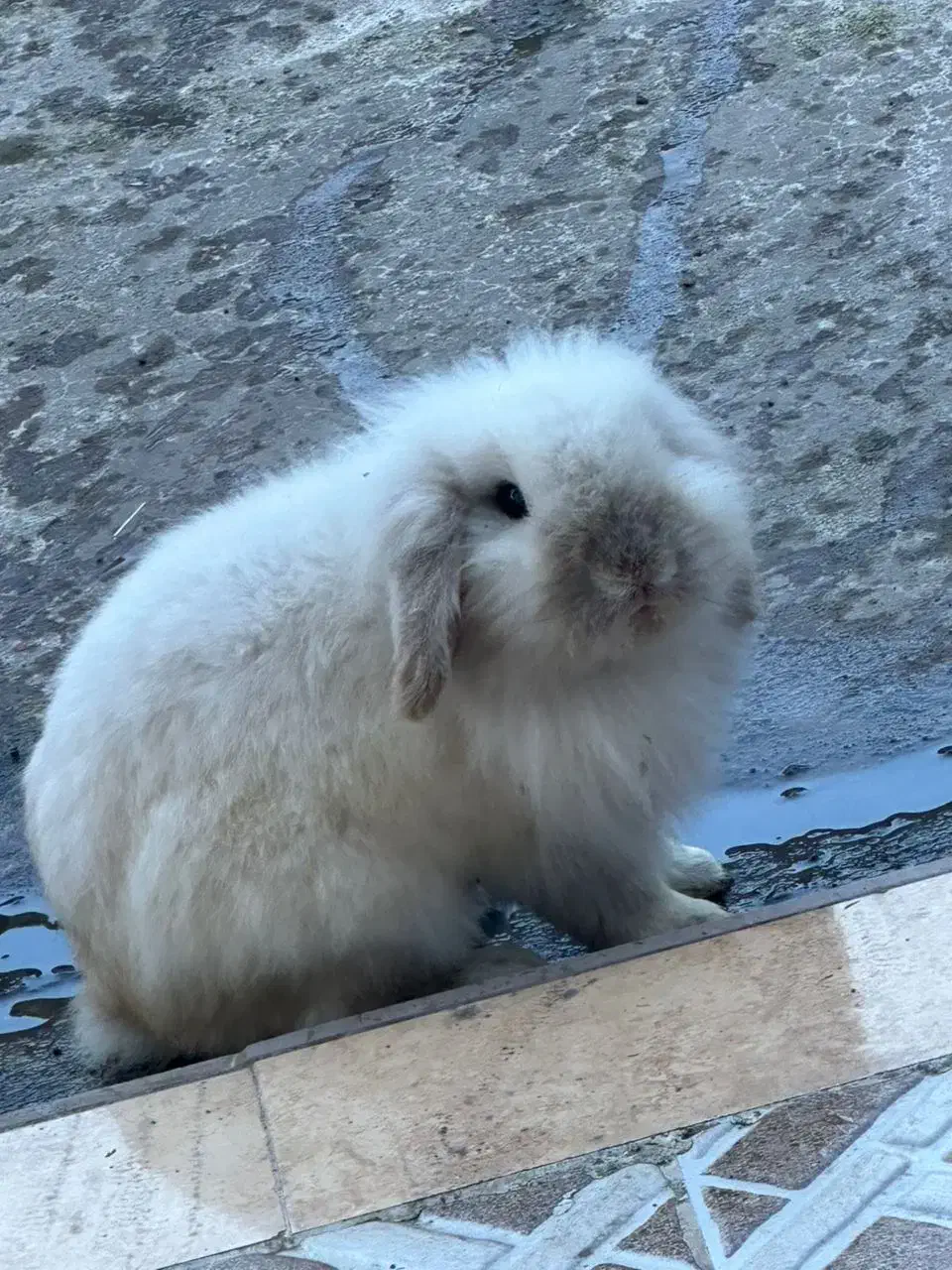 خرگوش لوپ بالغ|موش و خرگوش|کوچصفهان, |دیوار