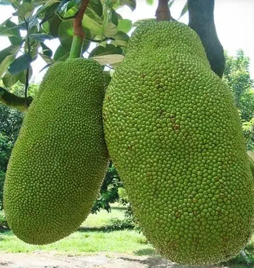 نهال فندق ماکادمیا پالم نشا آووکادو موز اواکادو|گل و گیاه طبیعی|تنکابن, |دیوار