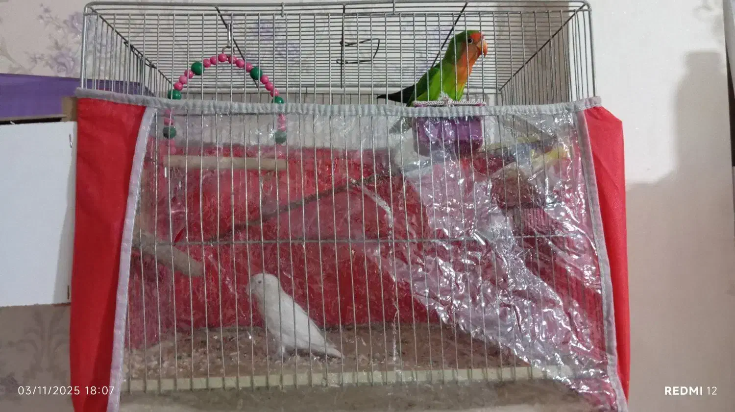 طوطی برزیلی|پرنده|سهند, |دیوار