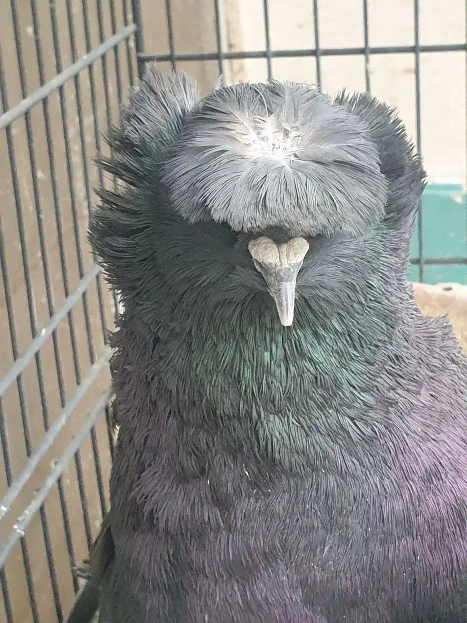 کبوتر زینتی تزیینی بخارا اصل وارداتی ترکیه|پرنده|تهران, پارک شهر|دیوار