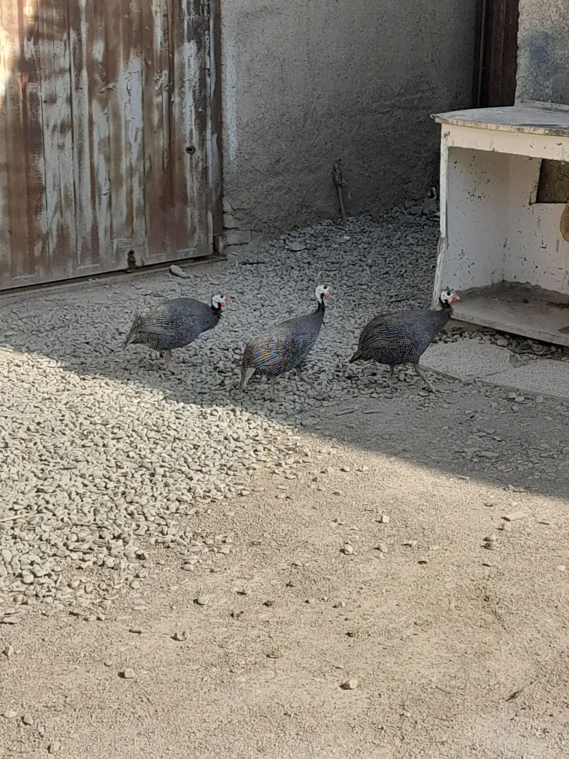 مرغ شاخدار|حیوانات مزرعه|صباشهر, |دیوار