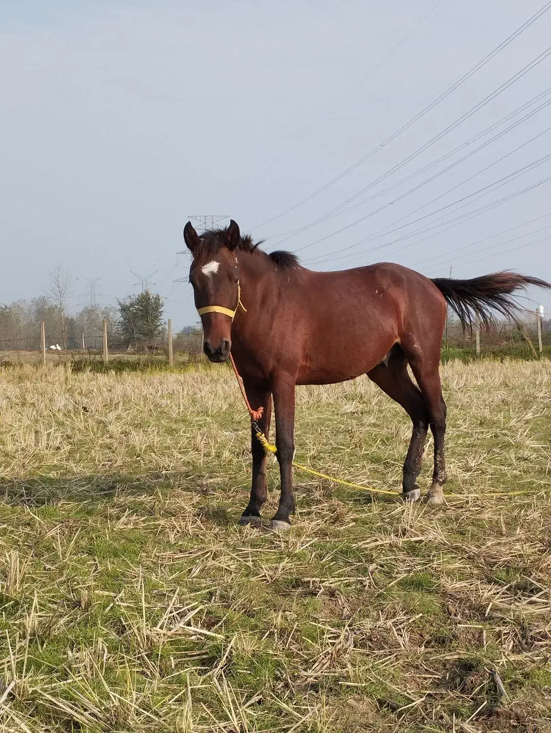 فروش اسب|اسب و تجهیزات اسب‌سواری|سنگر, |دیوار