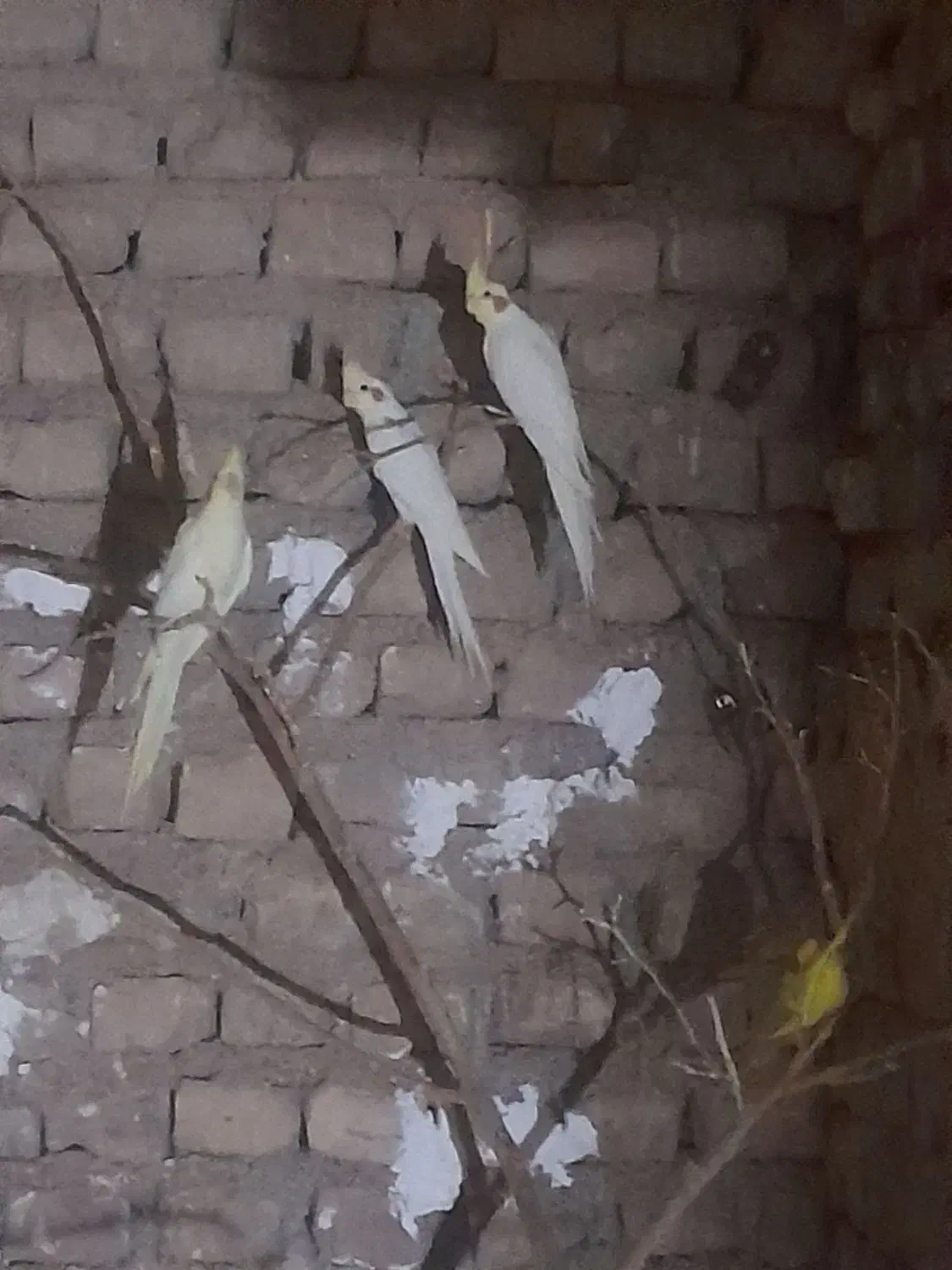 عروس|اسباب‌بازی بچه|زیرکوه, |دیوار