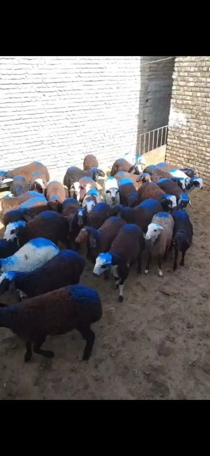 بره نر افشاری اصل جنس|حیوانات مزرعه|مشهد, طرق|دیوار