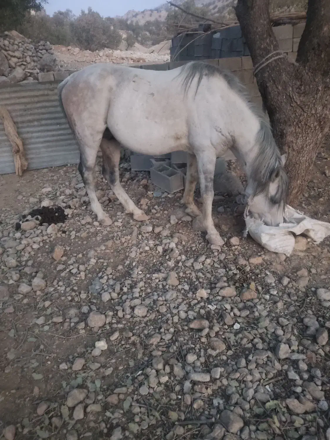 اسب سفید|حیوانات مزرعه|لنده, |دیوار