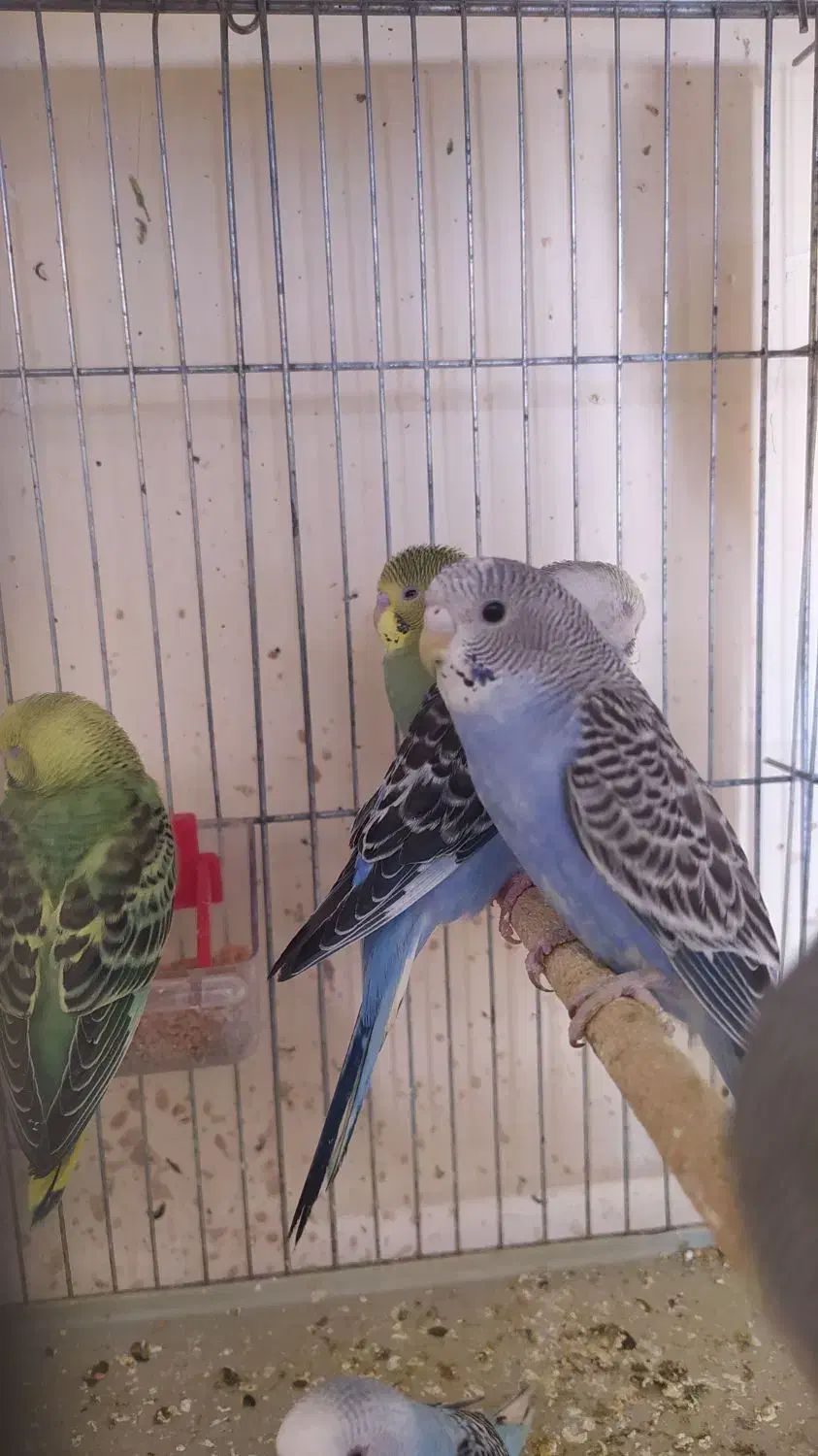 فنج و مرغ عشق|پرنده|خرمشهر, |دیوار