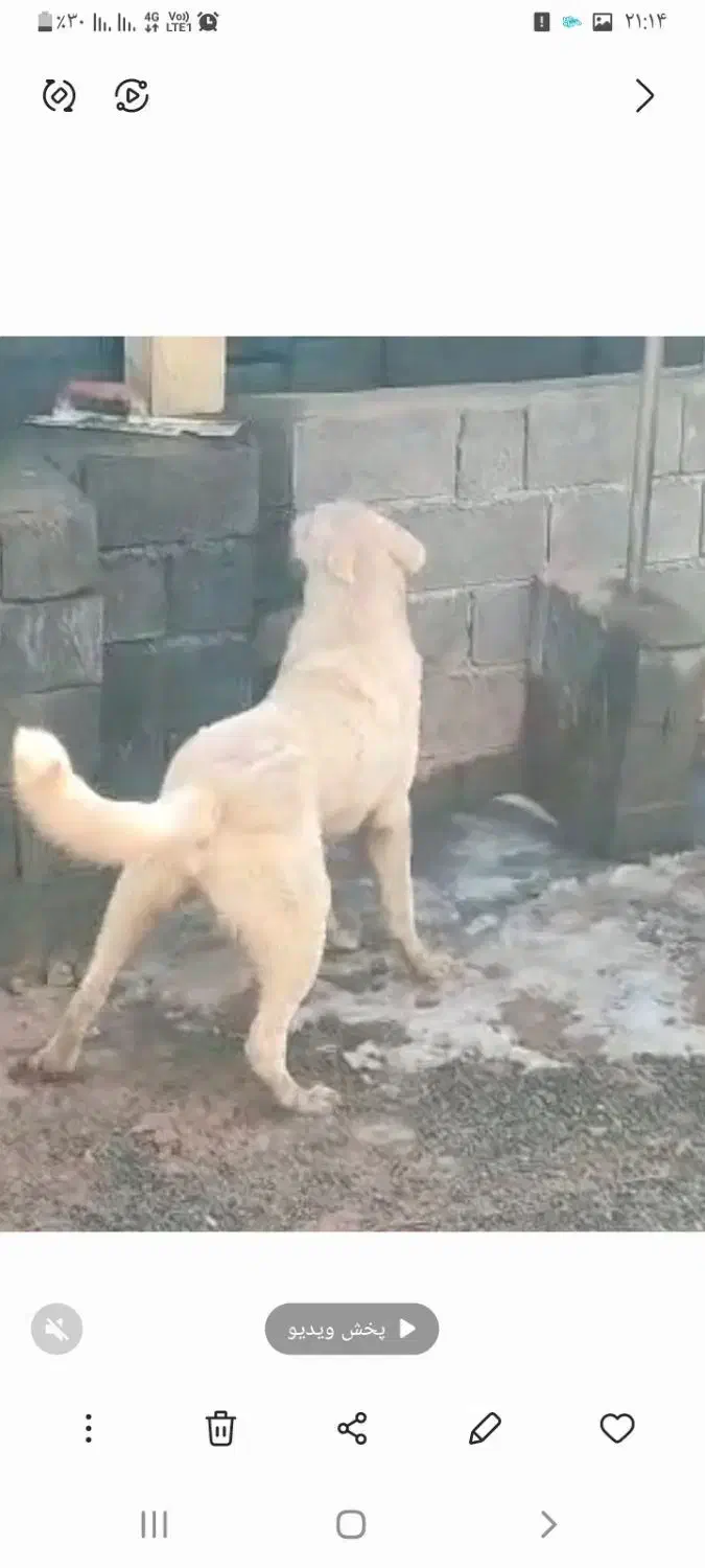 گم شده|حیوانات|ملایر, |دیوار